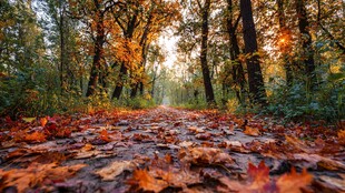 秋日林间落叶铺就的美景