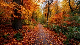 秋日林间小径的斑斓美景