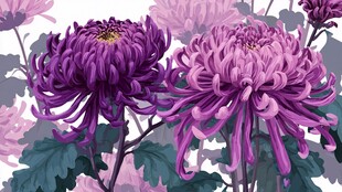 紫菊绽放 尽显优雅风姿