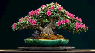 杜鹃盆景绽放艳丽花朵