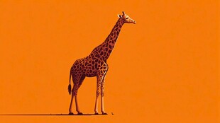 橙色背景下的孤独长颈鹿
