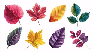 多彩水彩树叶插画集合