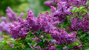 紫丁香绽放的美丽景致