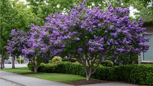 街道旁盛开的紫色繁花树