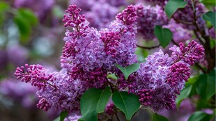 浪漫紫丁香绽放枝头