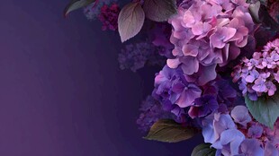 梦幻紫绣球花特写