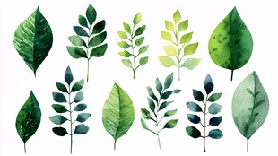 水彩绘绿叶集合