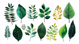 水彩绿叶集合插画素材