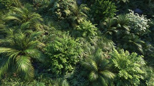 俯瞰繁茂热带绿植景观