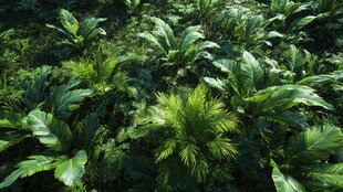 茂密绿植展现自然生机