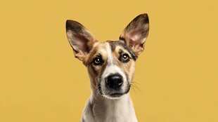 黄背景下可爱竖耳小狗