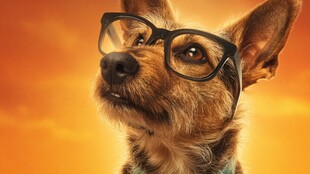 戴眼镜的俏皮宠物狗