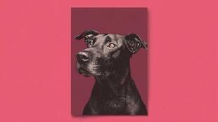 黑色狗狗特写艺术图