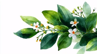 水彩绘绿叶白花植物图