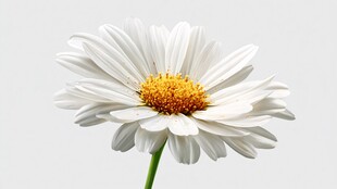 洁白雏菊绽放的美丽瞬间