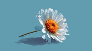 单枝雏菊的清新之美