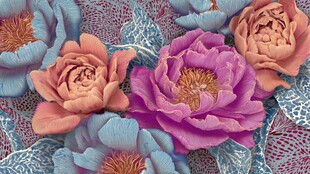 绚丽多彩花卉图案纹理