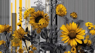 黄色向日葵黑白条纹背景图