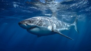 深海中的大白鲨