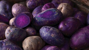 紫心土豆特写