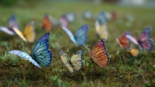 草地上缤纷多彩的蝴蝶群