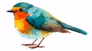 水彩绘多彩小鸟