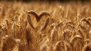 麦田中的心形麦穗景观