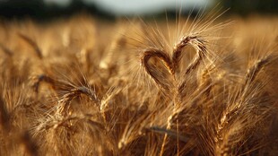 麦田中的爱心麦穗奇观