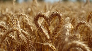 麦田中的心形麦穗奇观