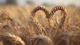 麦田间的心形麦穗美景