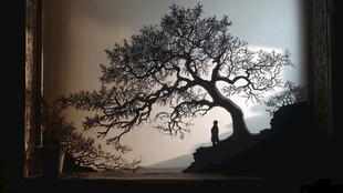 树下孤影 静谧中的沉思