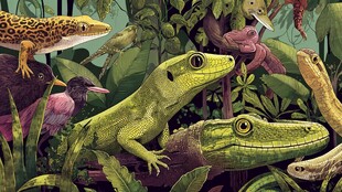 丛林中的多彩蜥蜴与鸟类