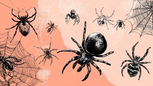 复古风蜘蛛与蛛网插画