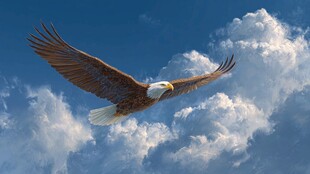 翱翔天际的雄鹰