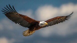 翱翔天际的白头海雕