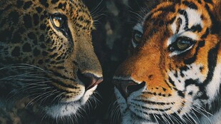 虎豹对视 野性的无声交流