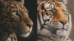 豹虎肖像 野性之美特写