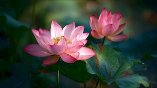 两朵娇艳盛开的粉色荷花