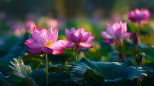 夏日艳丽绽放的粉色荷花