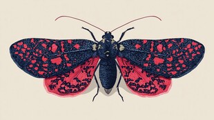 红黑斑点飞蛾插画特写
