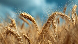 金黄麦穗在蓝天映衬下