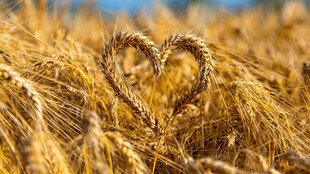 麦田中的心形麦穗景观