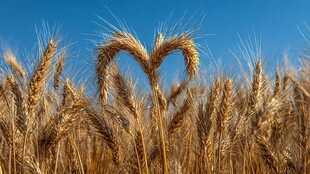 麦田中的心形麦穗奇观