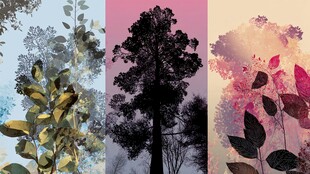 梦幻植物艺术插画集