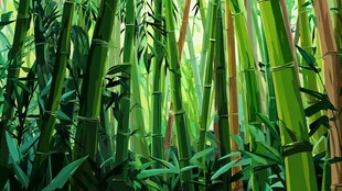 翠绿竹林 自然清新之景