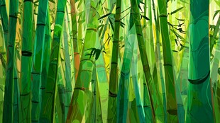 翠绿竹林 清新自然景象