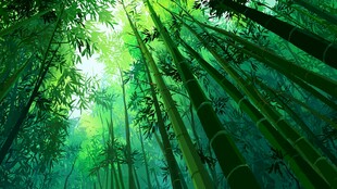 阳光洒落的静谧翠绿竹林