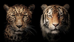 豹虎同框 尽显野性魅力