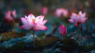 娇艳荷花绽放于绿叶间