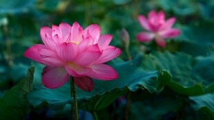 娇艳绽放的两朵粉色荷花